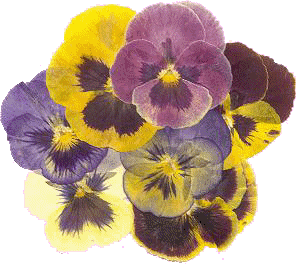 fleurs et nature (41).gif
